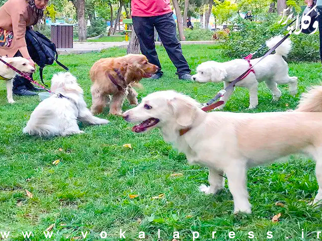 در تهران در سال ۱۴۰۲ به ازای هر ۱۰ نفر، یک سگ شناسنامهدار وجود داشته است